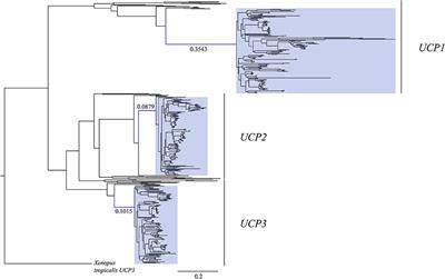 Evolution of UCP1 Transcriptional Regulatory Elements Across the Mammalian Phylogeny